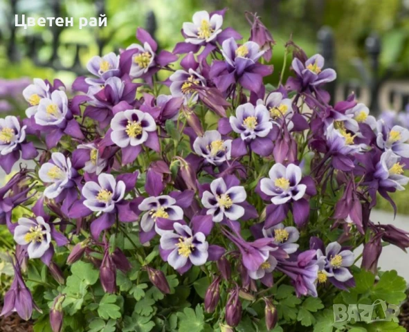 Домашни семена на цветя , снимка 13 - Градински цветя и растения - 51020468