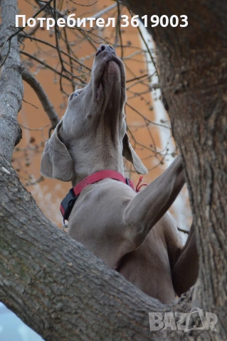 Ваймаранери , снимка 14 - Ваймаранер - 54205375