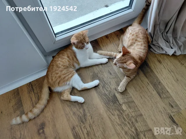Подарявам котенца, снимка 2 - Други - 55896186