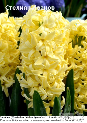 СОРТОВИ ЗЮМБЮЛИ - ЛУКОВИЦИ, снимка 6 - Сортови семена и луковици - 52372807