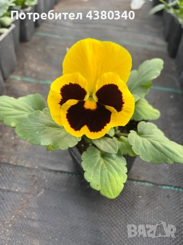 Едроцветни теменужки, снимка 2 - Градински цветя и растения - 52542236