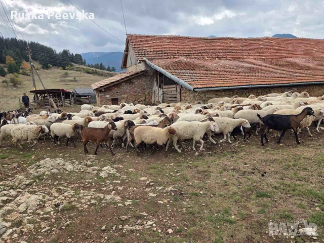 Продавам овце за дамазлък, снимка 2 - Овце - 51842792