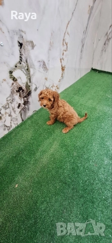  Той и мини пудели, снимка 9 - Пудели - 47042609