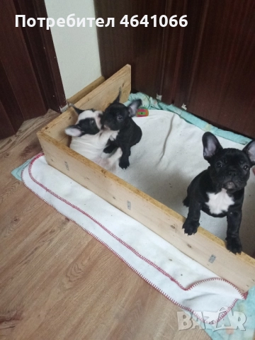 малко женско булдоче