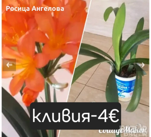 Цветя , снимка 5 - Стайни растения - 53239789