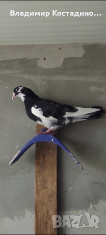 Пазарджишки високошетци, снимка 2 - Гълъби - 52429952