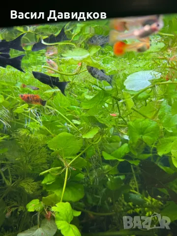 Молинезия, снимка 9 - Рибки - 48361888