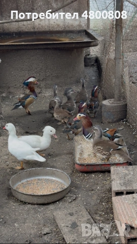 Мандаринки, снимка 2 - други­ - 54237285