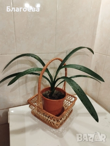 Кливия оранжева с кошничка , снимка 2 - Стайни растения - 47075644