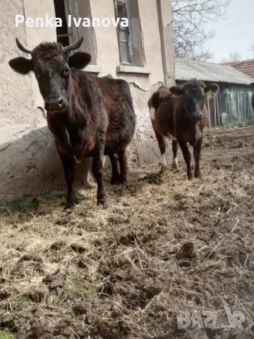 Продавам крава и теле! , снимка 1