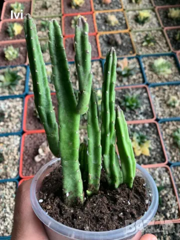 Стапелия / Stapelia leendertziae, снимка 3 - Стайни растения - 49795119