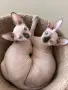 котенца канадски сфинкс - женско, снимка 1