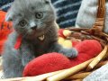 Шотландски клепоухи котета, снимка 14