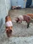 Свободни малки прасенца , снимка 2