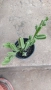 Сукулентно растение СТАПЕЛИЯ, снимка 3