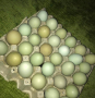 Оплодени сини зелени яйца