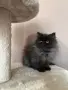 Персийски котенца , снимка 2