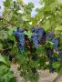 Продавам грозде червен мискет, Мерло, Каберне и мускат, снимка 1
