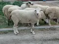 Свободни овце и коч, снимка 1