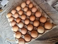 Продавам домашни яйца, снимка 3