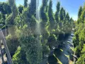 Лейланд спирала - височина около 3 м - 90 €, снимка 5