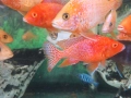 Перфектни, пъстри, цветни риби (цинотилапии и аулонокари), снимка 3
