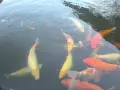 Японски шарани Кои, снимка 2