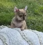 Прекрасно Чихуахуа Момченце, снимка 3