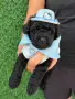 Poodle toy/Пудел Той, снимка 18