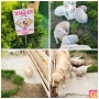 Голдън ретривър (Golden retriever) кученца , снимка 4