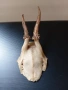 Еленови рога - 2 броя(малки, с част от черепа), снимка 9