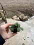 Разсад ягоди сорт Дели, снимка 4
