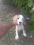 Кокер шпаньол момче , снимка 8