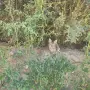 Котета на два месеца и майката на една годинка, снимка 6