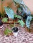 Индрише, лезетра големи растения и разсад, снимка 11