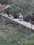 Продавам млади джинки, снимка 5