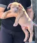 Американско Були Хл/American Bully XL , снимка 4