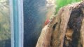 Скарида NEOCARIDINA HETEROPODA VAR. RED, снимка 3
