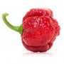 Семена от шестте най-лютите чушки на планетата : 1. Каролина Рийпър (Carolina Reaper) Средна лютивин, снимка 2