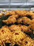 Хризантема разсад за юни месец!!, снимка 3