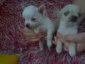 Продавам чихуахуа , снимка 1