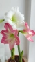 Амарилиси различни цветове , снимка 13