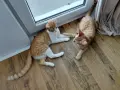 Подарявам котенца, снимка 2