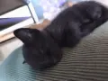 ПОДАРЯВАМЕ КОТЕНЦА, снимка 4
