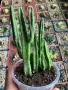 Стапелия / Stapelia leendertziae, снимка 3