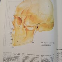 Атлас / Глава Анатомия, мимика, пластика Христо Кирчев, снимка 6 - Енциклопедии, справочници - 37453437