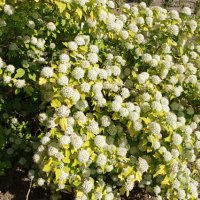 Физокарпус жълт, Physocarpus opulifolius ‘Dart’s Gold’, снимка 8 - Градински цветя и растения - 39879732