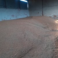 Пшеница  изчистена и обезпрашена-жито, снимка 4 - За селскостопански - 37686291