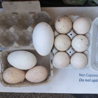 Домашни пуешки, кокоши и гъши яйца; оплодени, снимка 2 - Кокошки и пуйки - 40047316