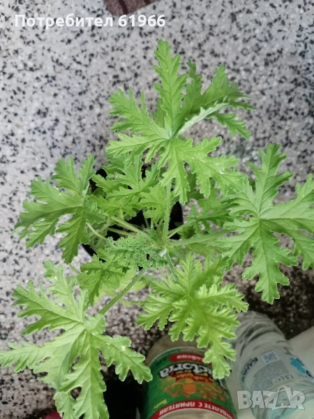 Холандско и българско индришета! , снимка 1